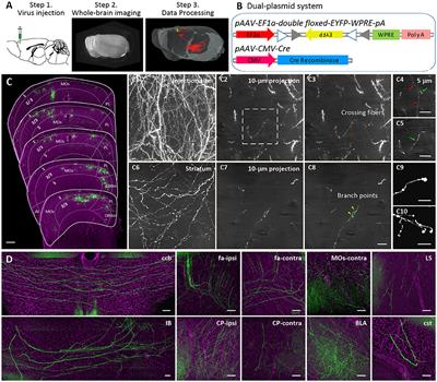 Reconstruction of Intratelencephalic Neurons in the Mouse Secondary Motor Cortex Reveals the Diverse Projection Patterns of Single Neurons